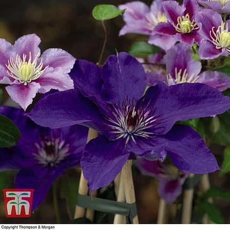 Clematis 'The President' - Image 7