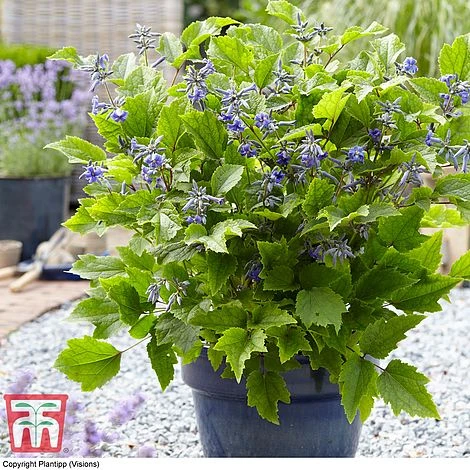 Clematis 'New Love' - Image 6