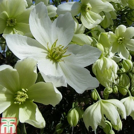 Clematis X Cartmanii 'Avalanche' - Image 3