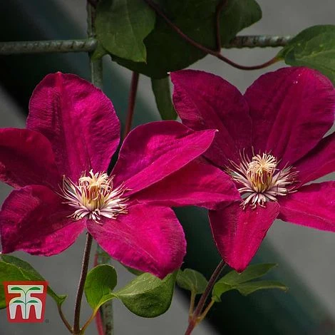 Clematis 'John Howells' - Image 2
