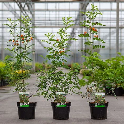 Colutea Media 'Copper Beauty' - Image 2