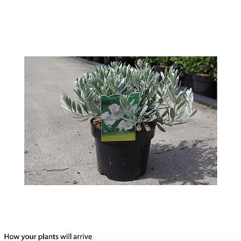 Convolvulus Cneorum - Image 2