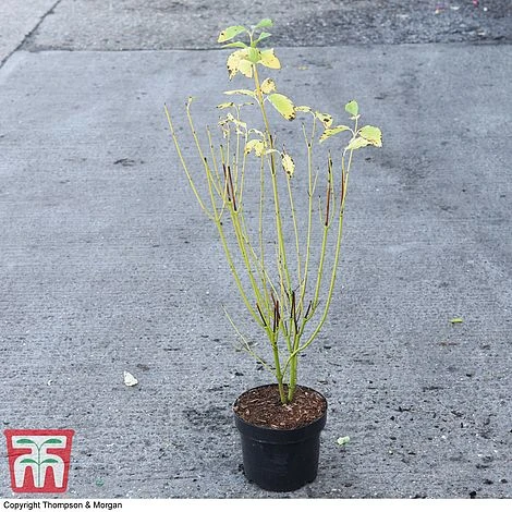 Cornus Sericea 'Bud's Yellow' - Image 4