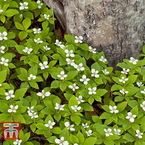 Cornus Canadensis - Image 4