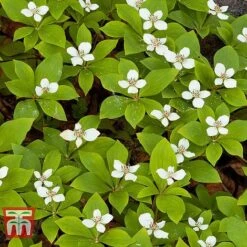 Cornus Canadensis