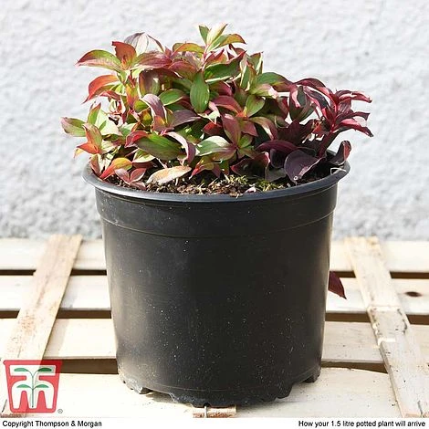 Cornus Canadensis - Image 5