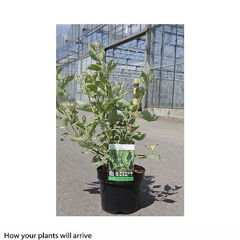 Cornus Alba 'Cream Cracker' - Image 2