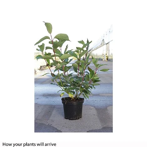 Cornus Alba 'Siberian Pearls' - Image 2