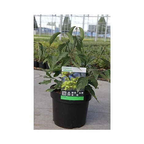 Cornus Officinalis - Image 2