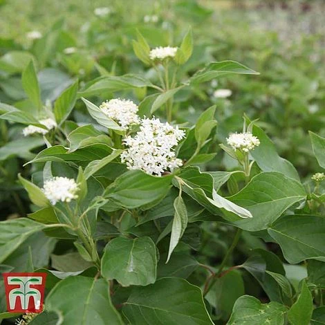 Cornus Sericea 'Bud's Yellow' - Image 2