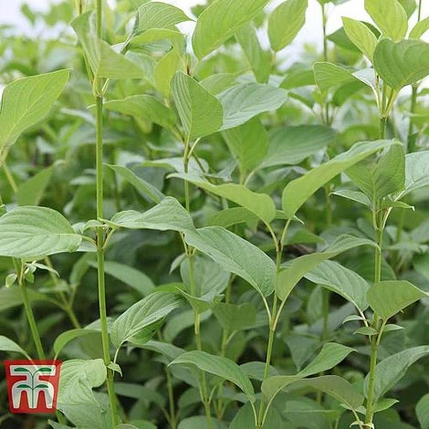 Cornus Sericea 'Bud's Yellow' - Image 3