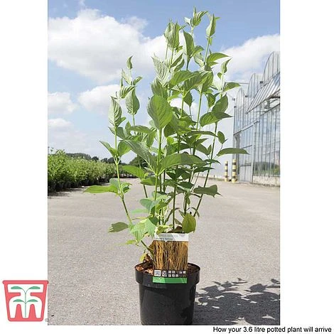 Cornus Sericea 'Bud's Yellow' - Image 5
