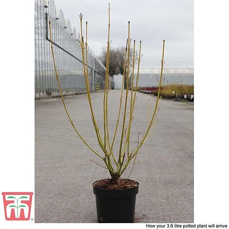 Cornus Sericea 'Bud's Yellow' - Image 6