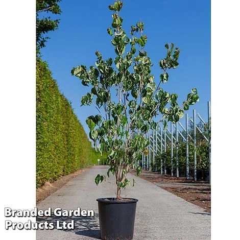Cornus Kousa 'Galilean'