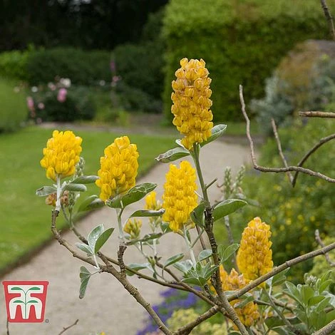 Cytisus Battandieri - Image 2