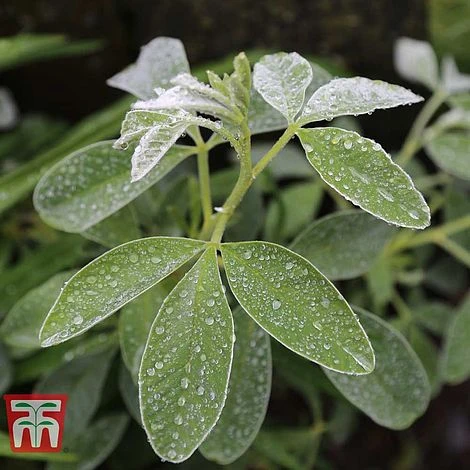 Cytisus Battandieri - Image 3