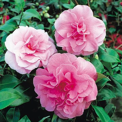 Camellia 'Tricolour' - Image 2