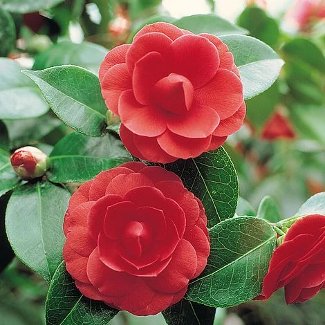Camellia 'Tricolour' - Image 3