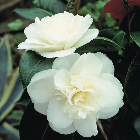 Camellia 'Tricolour' - Image 5
