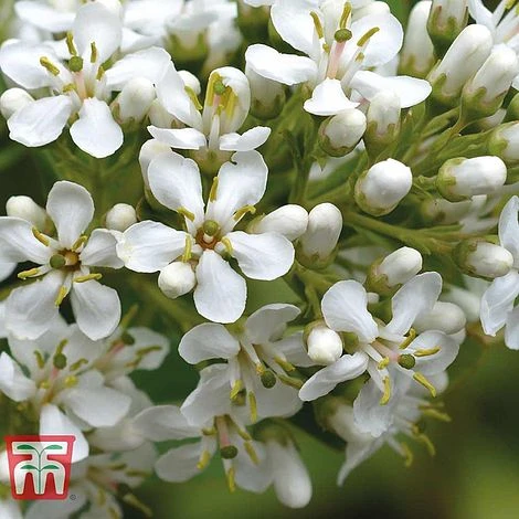 Escallonia 'Iveyi' - Image 2