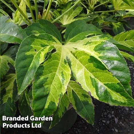 Fatsia 'Camouflage' - Image 2