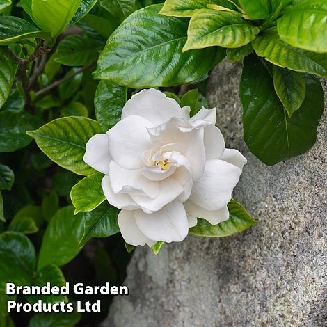 Gardenia Jasminoides 'Double Mint'