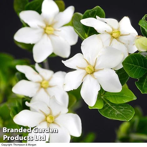 Gardenia Jasminoides 'Kleim's Hardy'