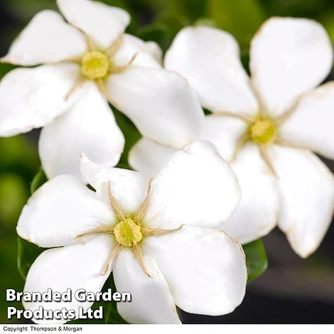 Gardenia Jasminoides 'Kleim's Hardy' - Image 2