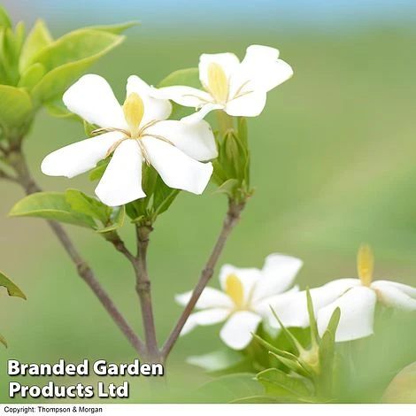 Gardenia Jasminoides 'Kleim's Hardy' - Image 3