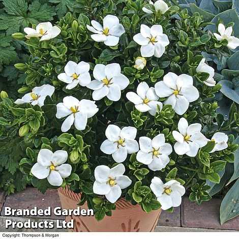 Gardenia Jasminoides 'Kleim's Hardy' - Image 4