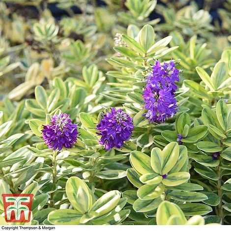 Hebe 'Silver Queen' - Image 3