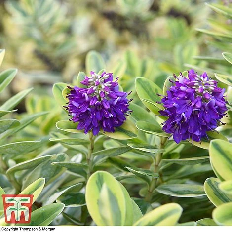 Hebe 'Silver Queen' - Image 4