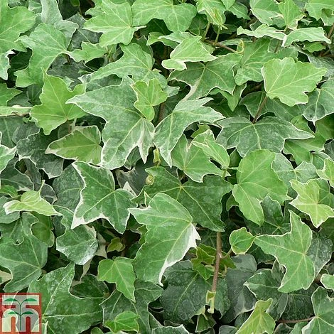 Hedera Helix 'Glacier'