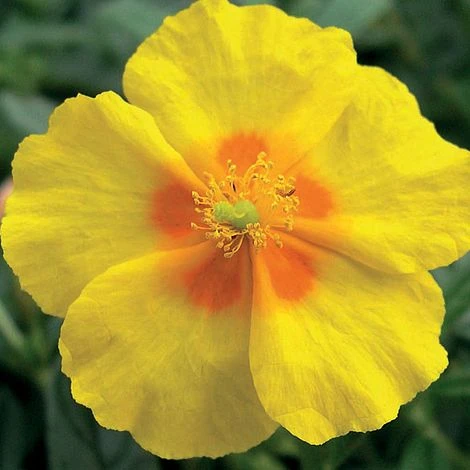 Helianthemum 'Ben Fhada' - Image 2