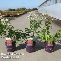 Griselinia Littoralis 'Green Horizon'