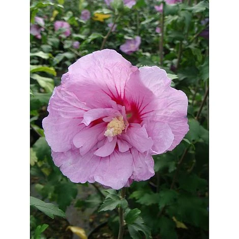 Hibiscus Syriacus 'Lavender Chiffon'