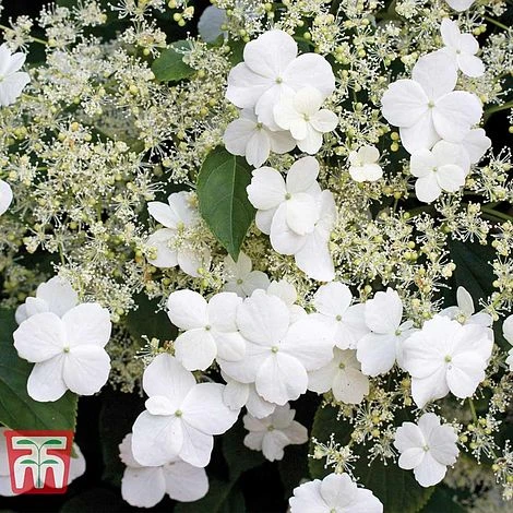 Hydrangea Petiolaris - Image 2