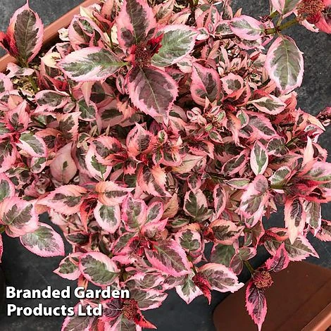 Hydrangea Serrata 'Euphoria Pink' - Image 9