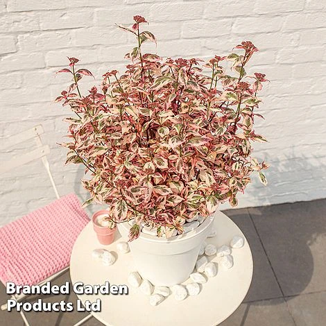 Hydrangea Serrata 'Euphoria Pink' - Image 4