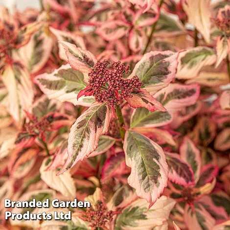 Hydrangea Serrata 'Euphoria Pink' - Image 11