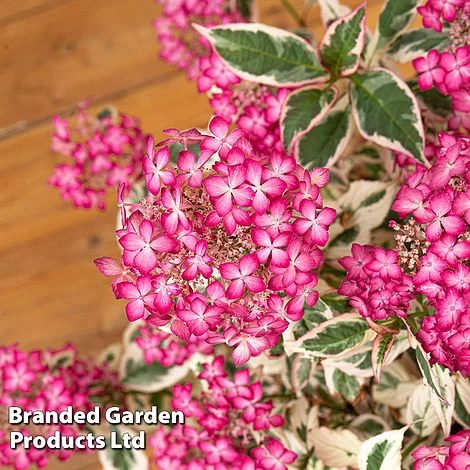 Hydrangea Serrata 'Euphoria Pink' - Image 12