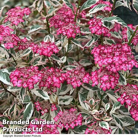 Hydrangea Serrata 'Euphoria Pink' - Image 17
