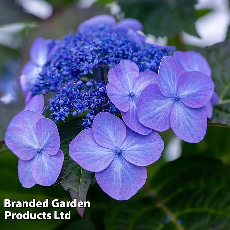 Hydrangea 'Endless Summer POP STAR' - Image 2