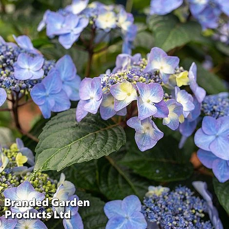 Hydrangea 'Endless Summer POP STAR' - Image 3