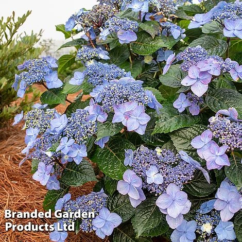 Hydrangea 'Endless Summer POP STAR' - Image 4