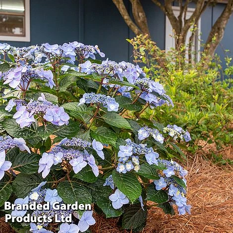 Hydrangea 'Endless Summer POP STAR' - Image 6