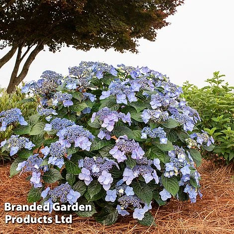 Hydrangea 'Endless Summer POP STAR' - Image 7
