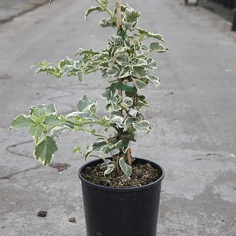 Hydrangea Anomala Petiolaris 'Silver Lining' - Image 2