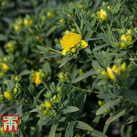 Hypericum Kalmianum 'Blue Velvet' - Image 2