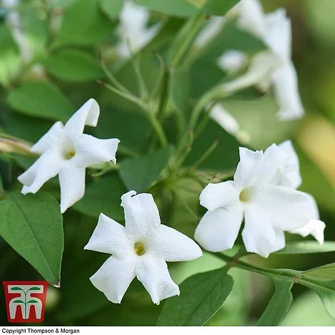Jasminum Officinale - Image 3